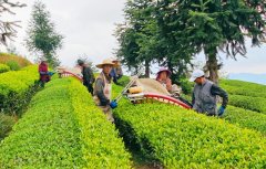 <strong>下打算新增一条抹茶出产线月底启动加工</strong>