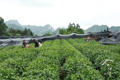 <strong>从泉源保障碾茶原质不变</strong>